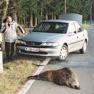 Auto und totes Wild