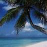 Strand mit Palme