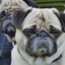 Tag des Hundes am 4. Juni